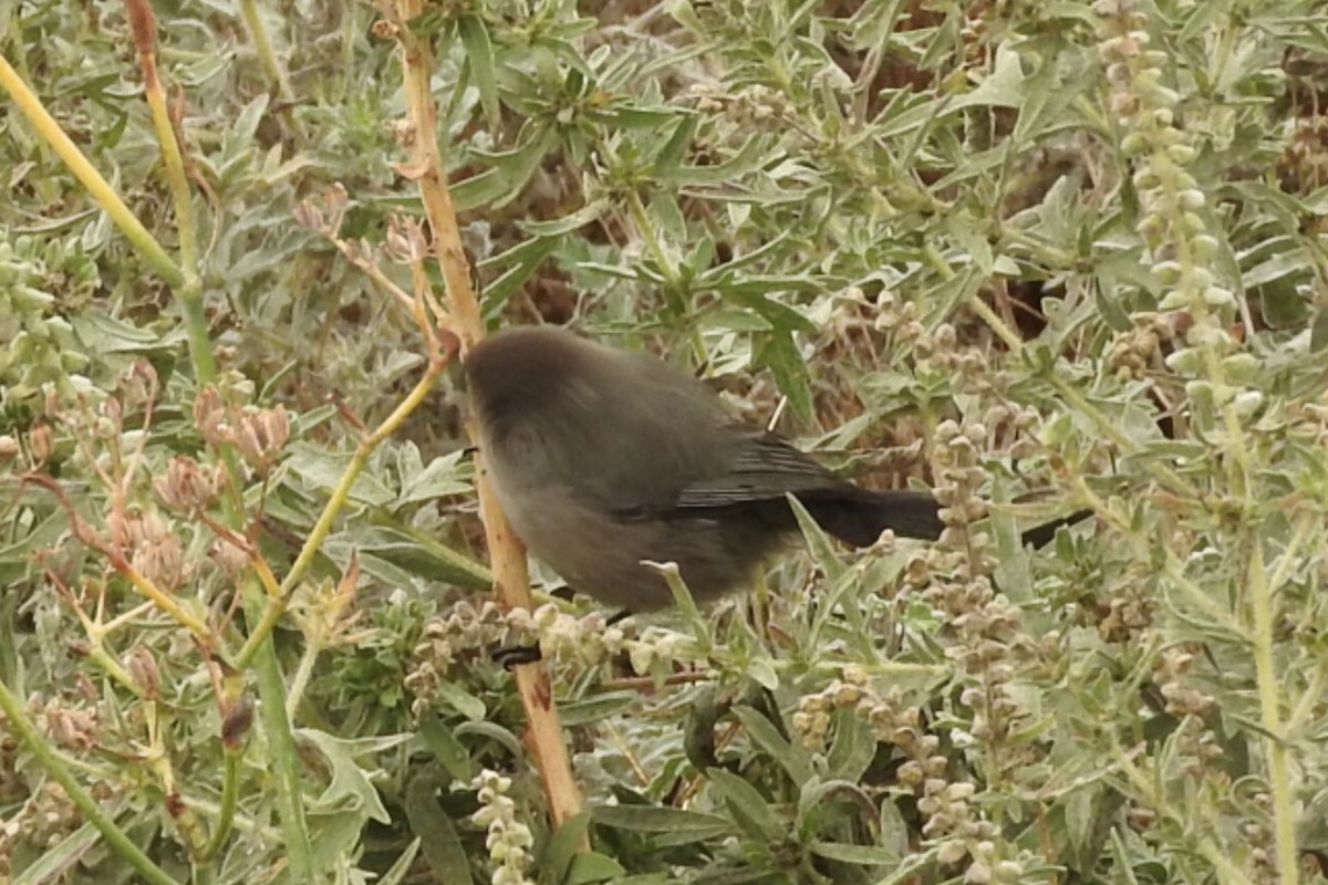 Bushtit - ML90043881