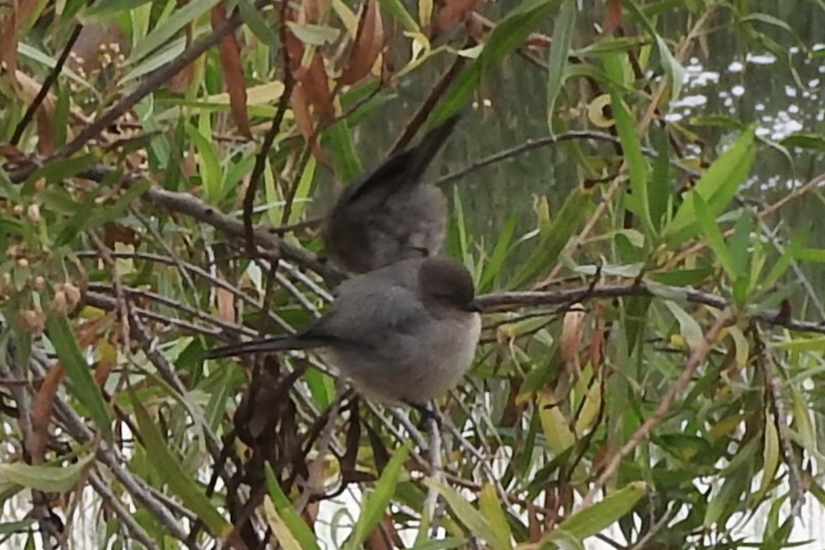 Bushtit - ML90043891