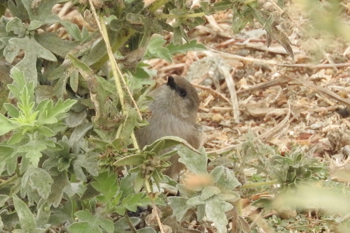 Bushtit - ML90043901