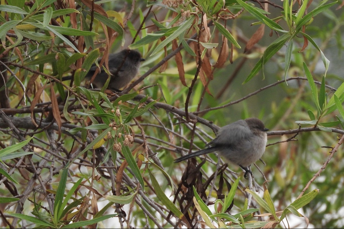 Bushtit - ML90043911