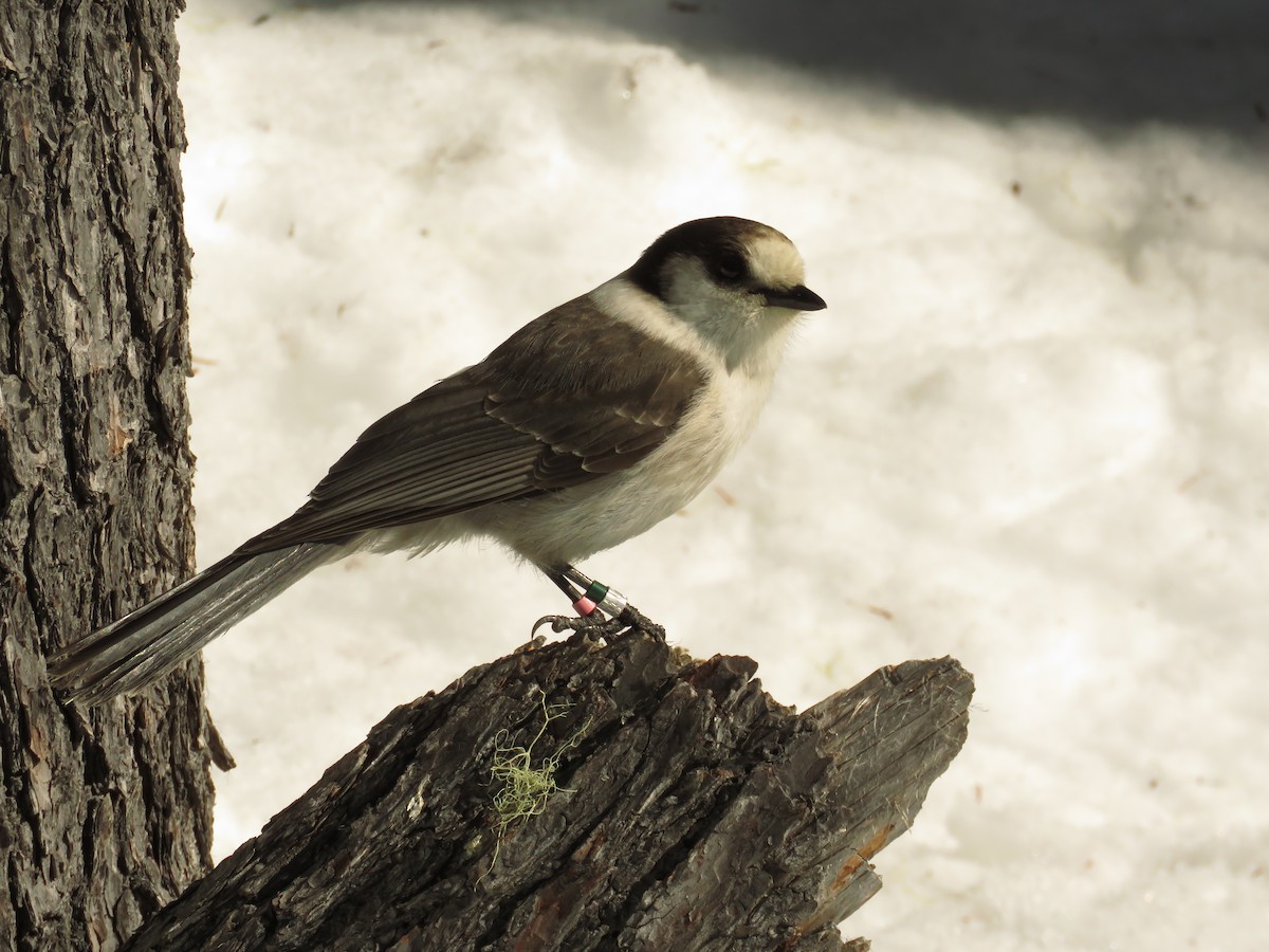 Arrendajo Canadiense (obscurus/griseus) - ML90045181