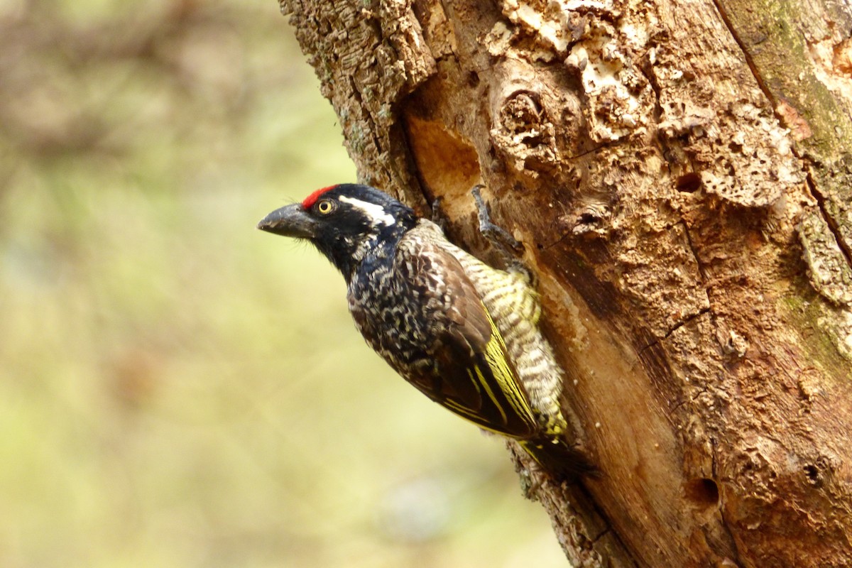 Banded Barbet - Frances Oliver