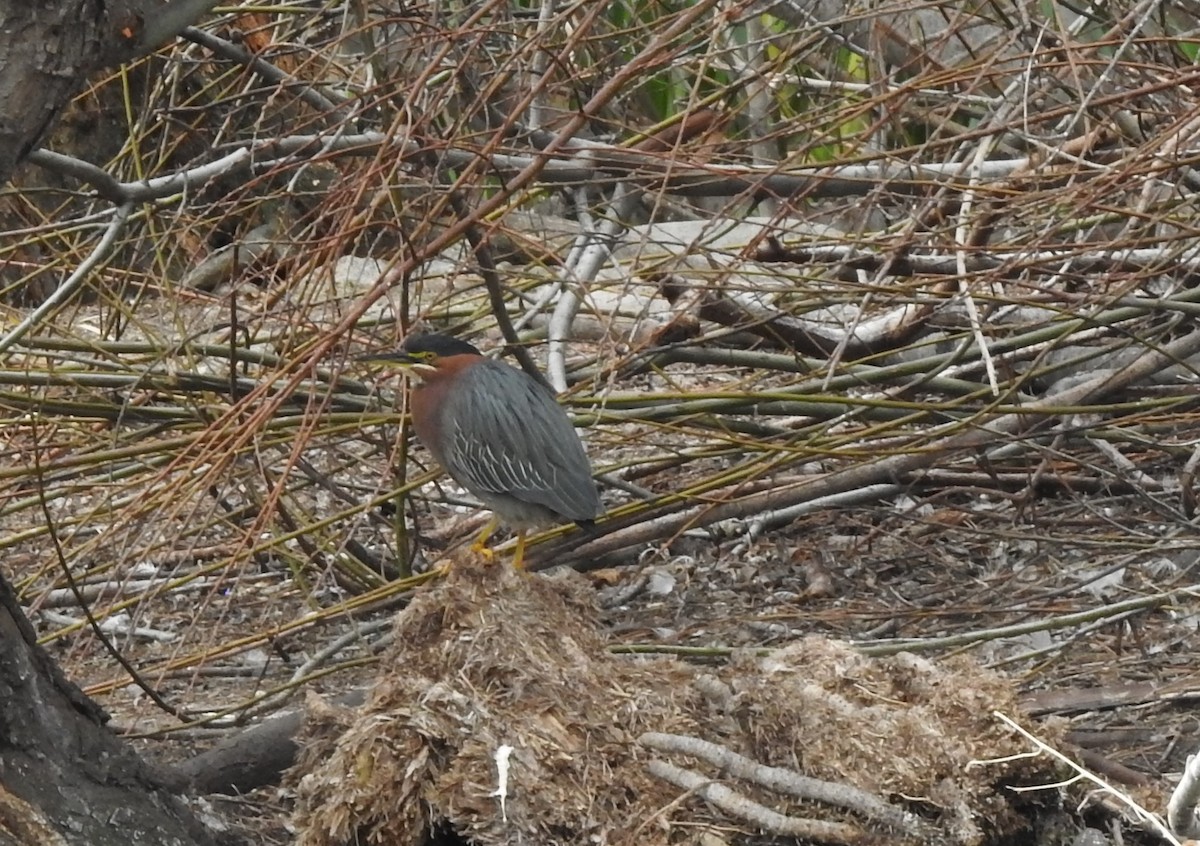 Green Heron - ML90048911