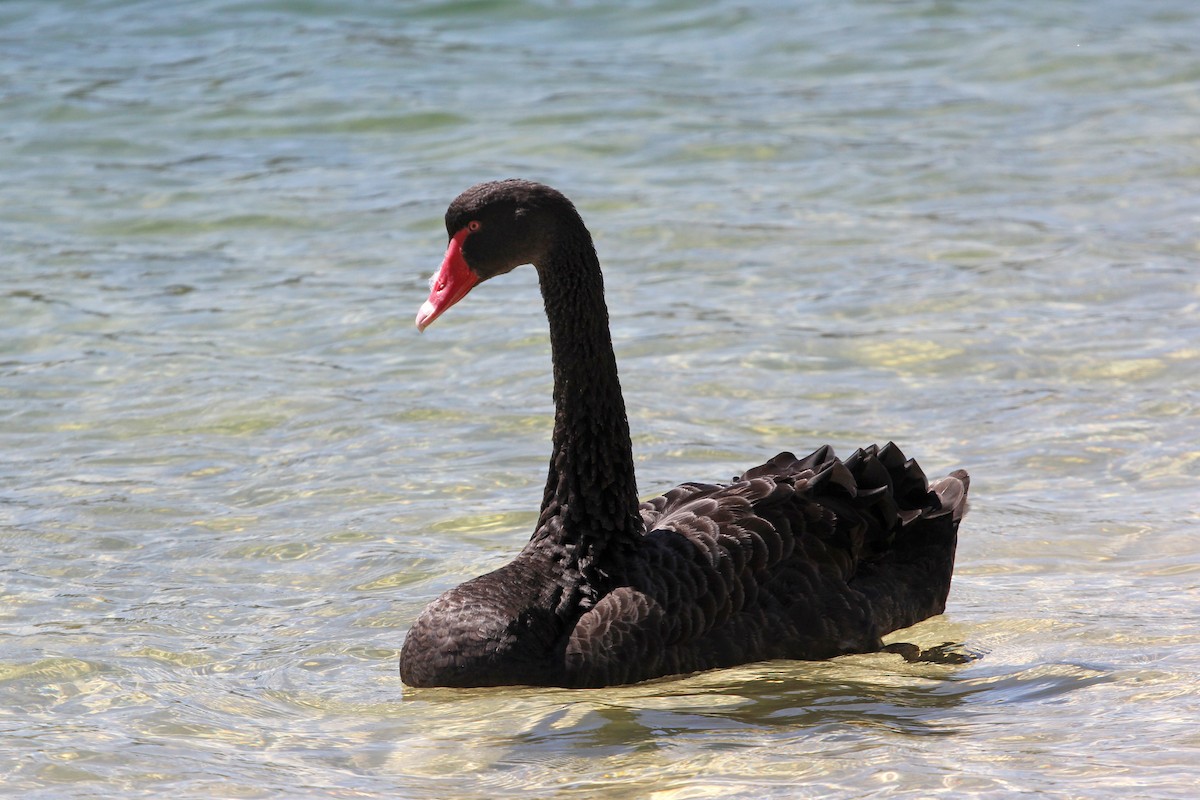 Black Swan - Ray Turnbull
