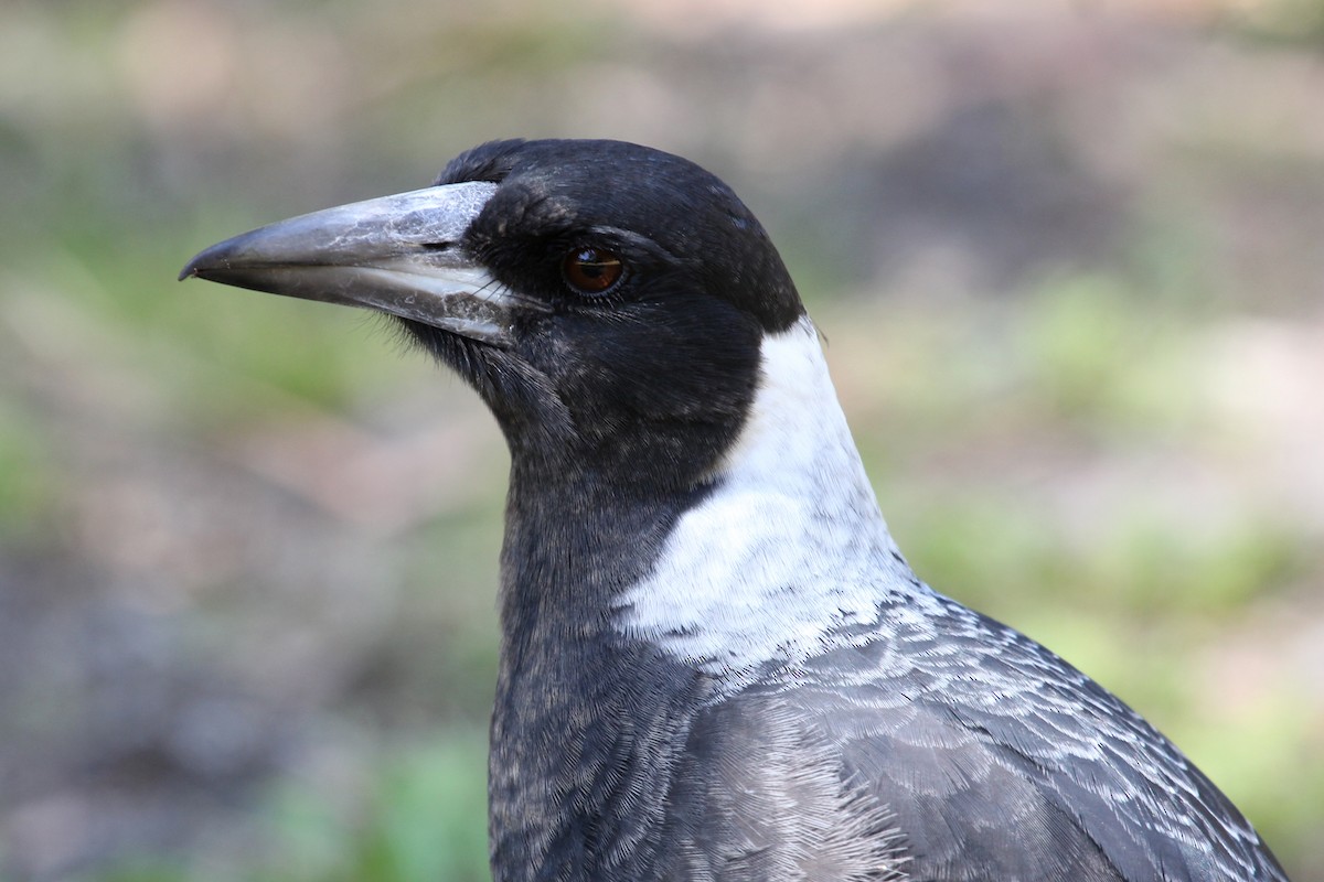 Australian Magpie (Western) - Ray Turnbull