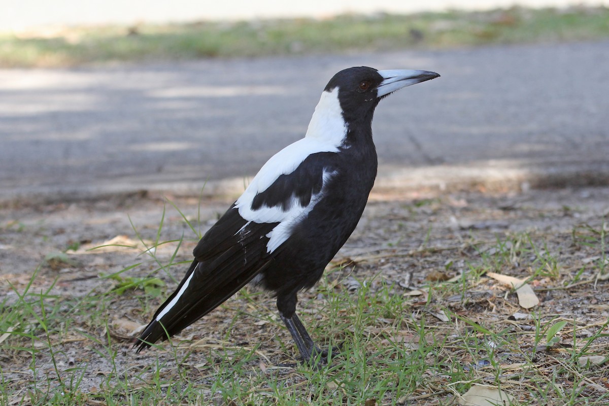Australian Magpie (Western) - Ray Turnbull