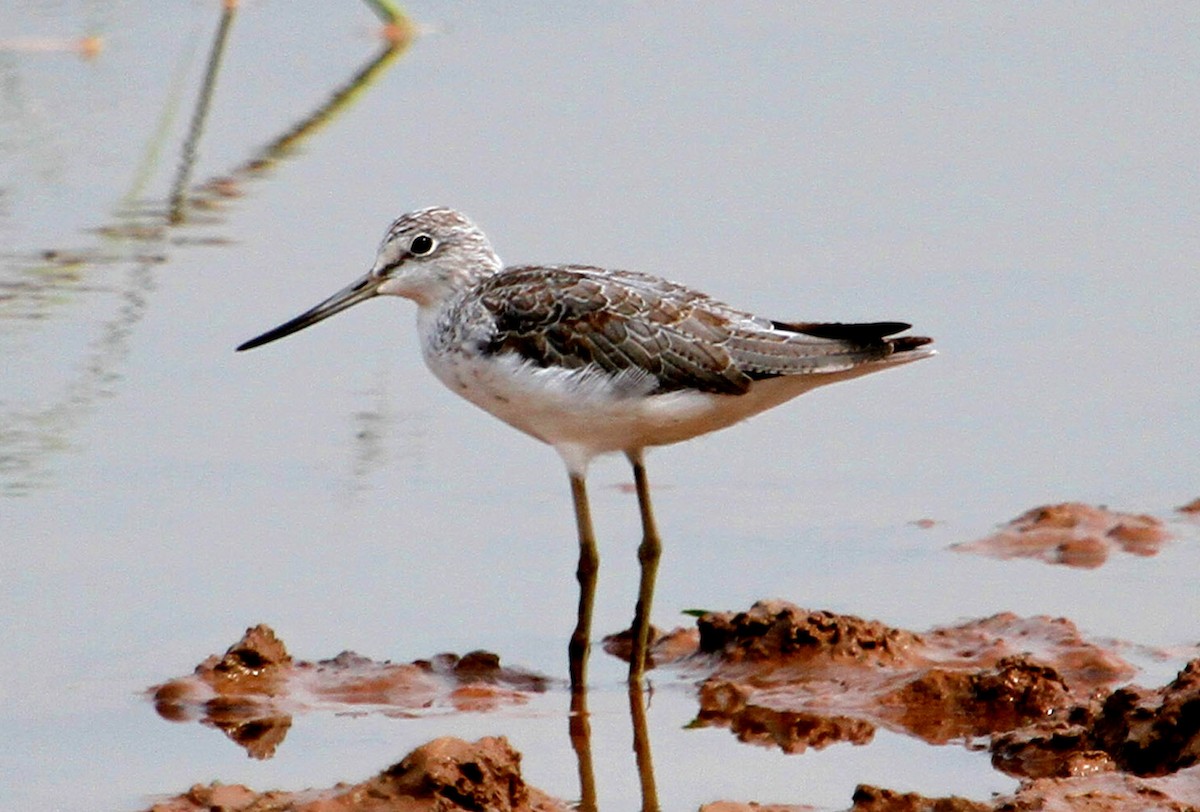 Common Greenshank - ML90051391