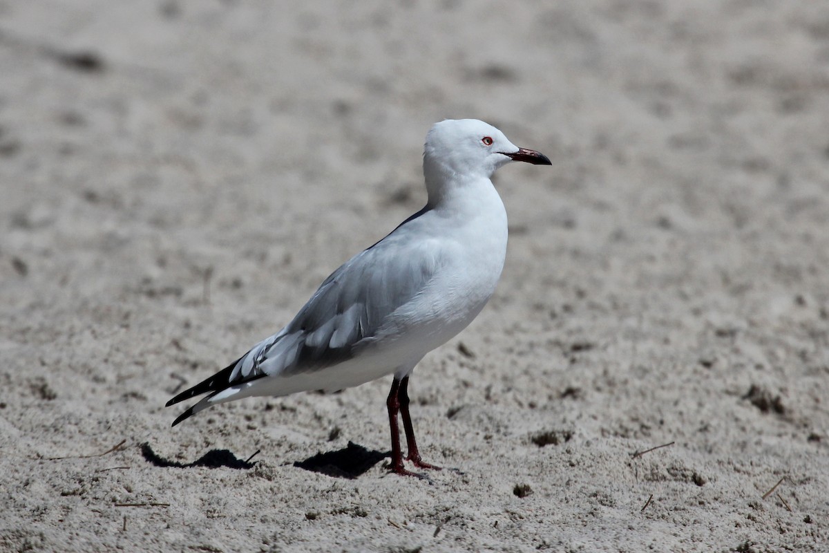 Silberkopfmöwe (novaehollandiae/forsteri) - ML90051651