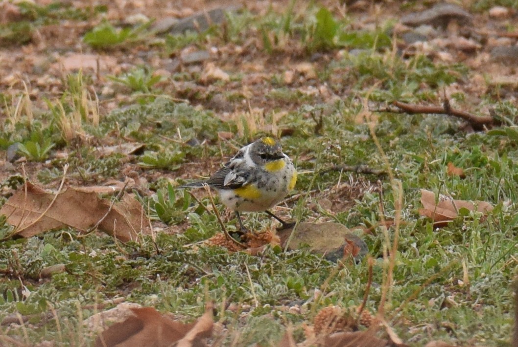 Yellow-rumped Warbler (Audubon's) - ML90053881