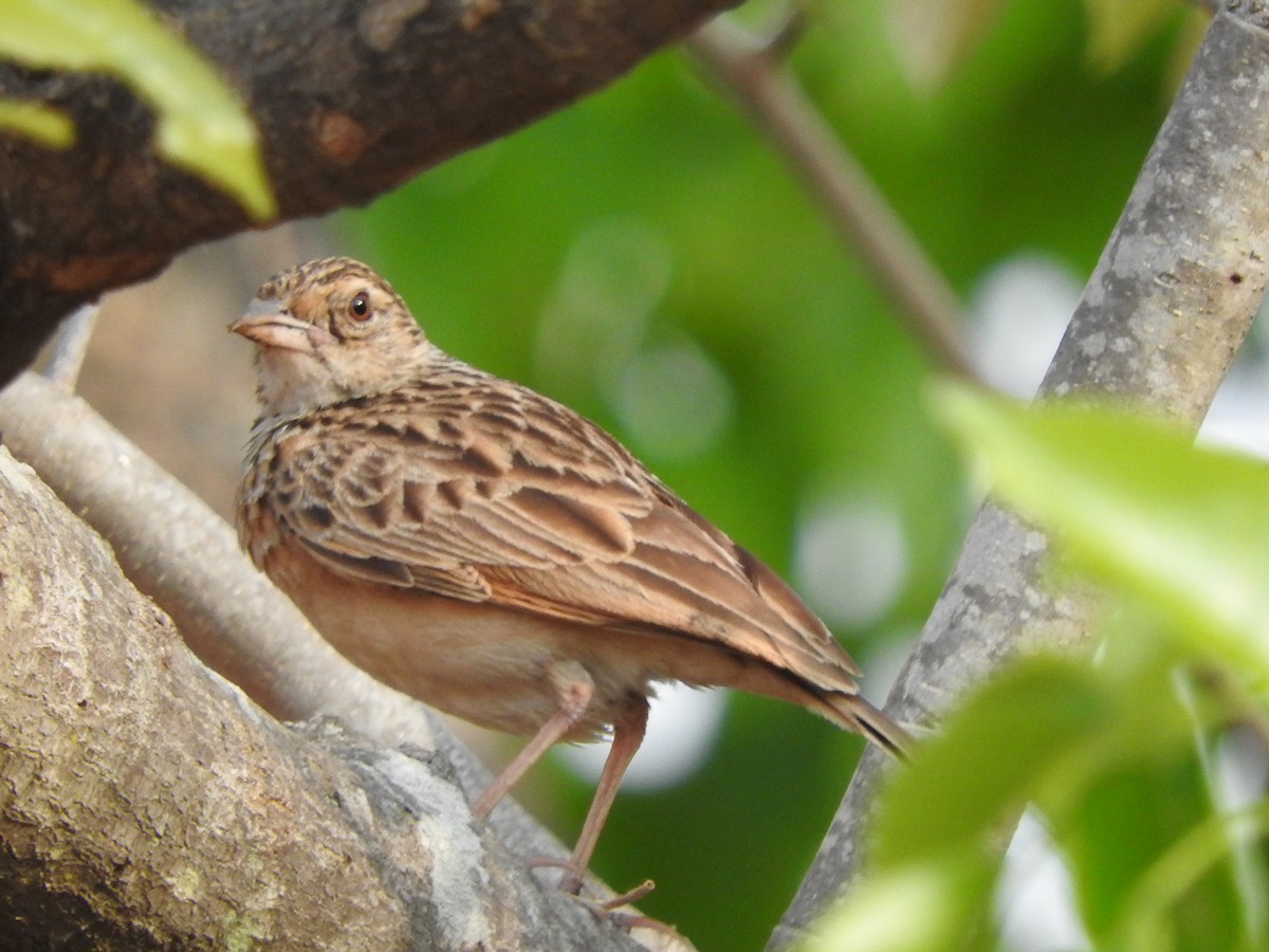 Jerdon's Bushlark - ML90055101