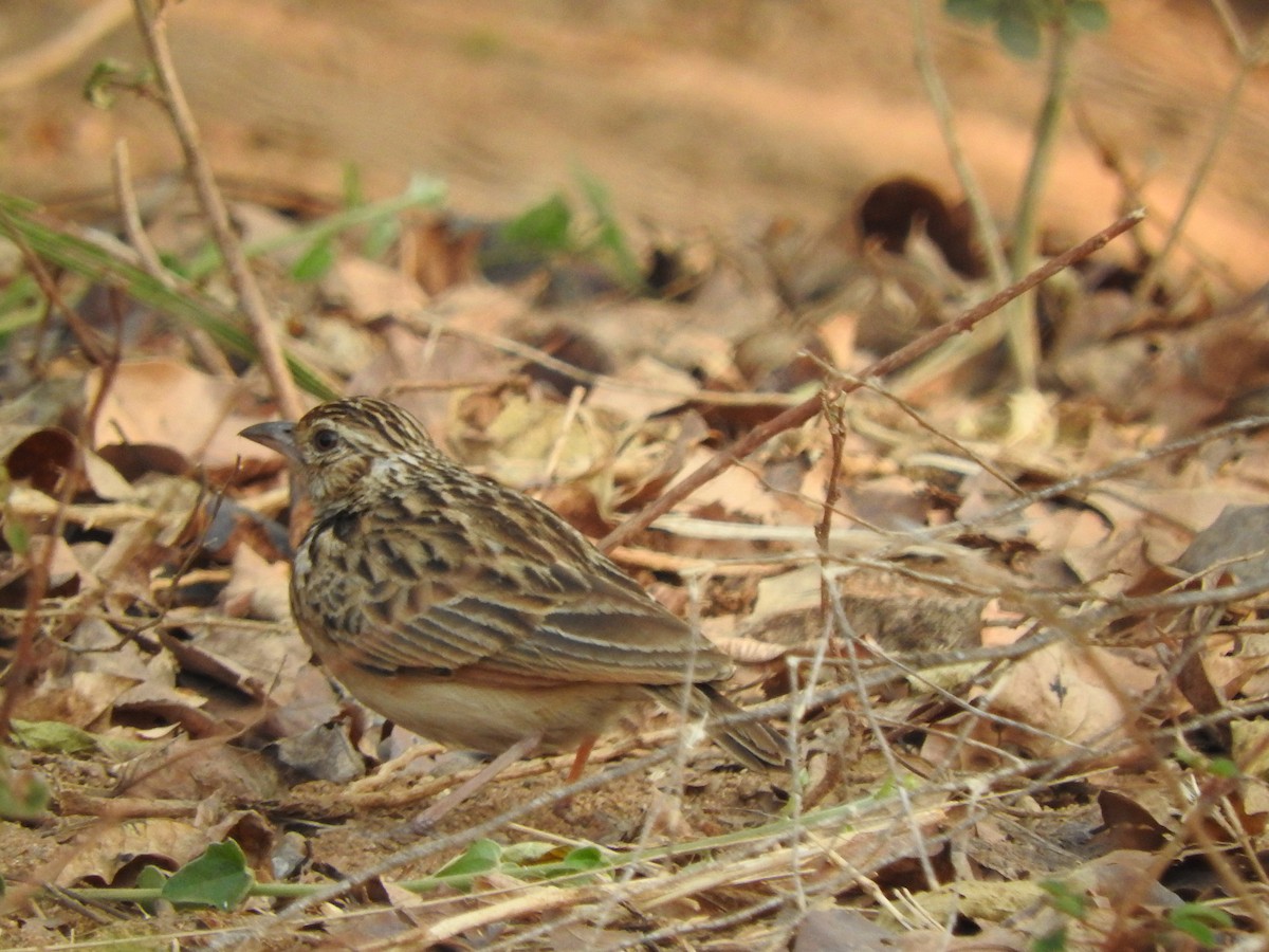 Jerdon's Bushlark - ML90055141