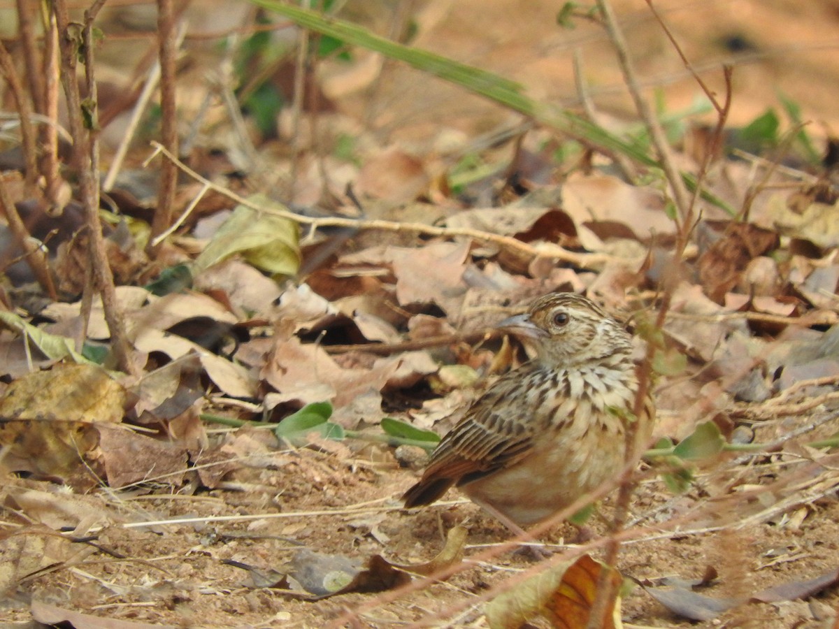 Jerdon's Bushlark - ML90055161