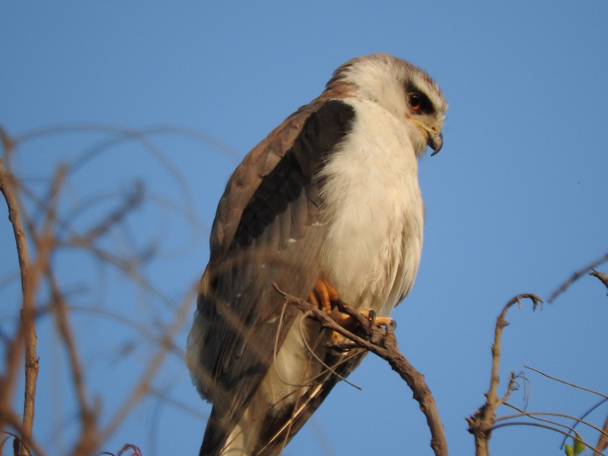 Black-winged Kite - ML90055211