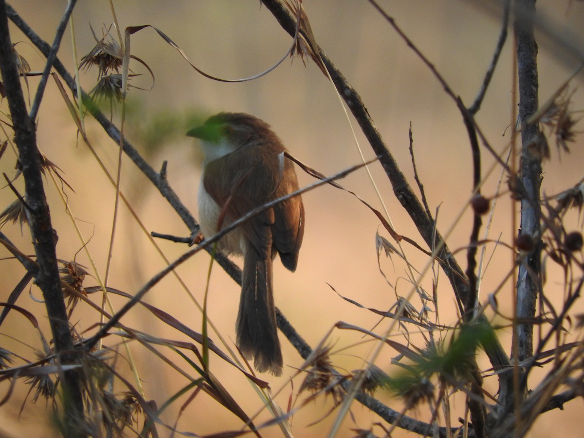 Yellow-eyed Babbler - Arjun  Dev