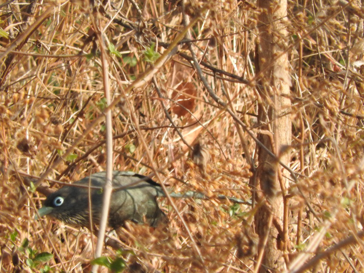 Blue-faced Malkoha - ML90055291