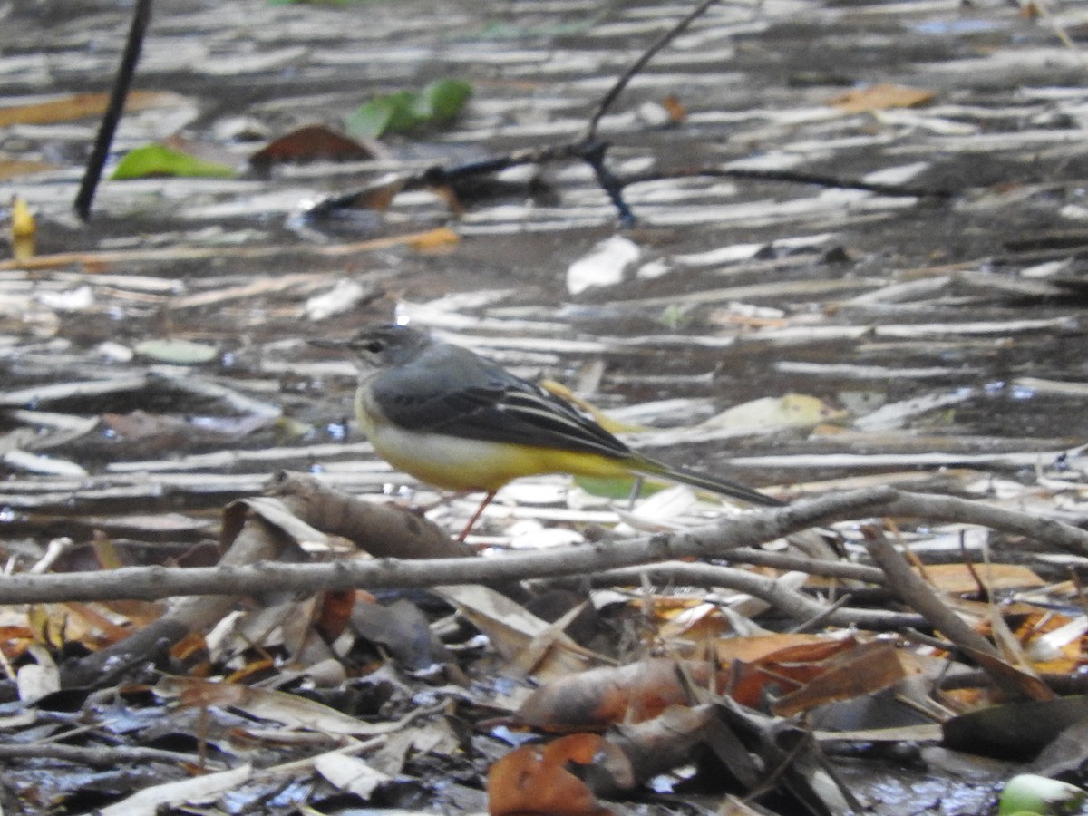 Gray Wagtail - ML90055491