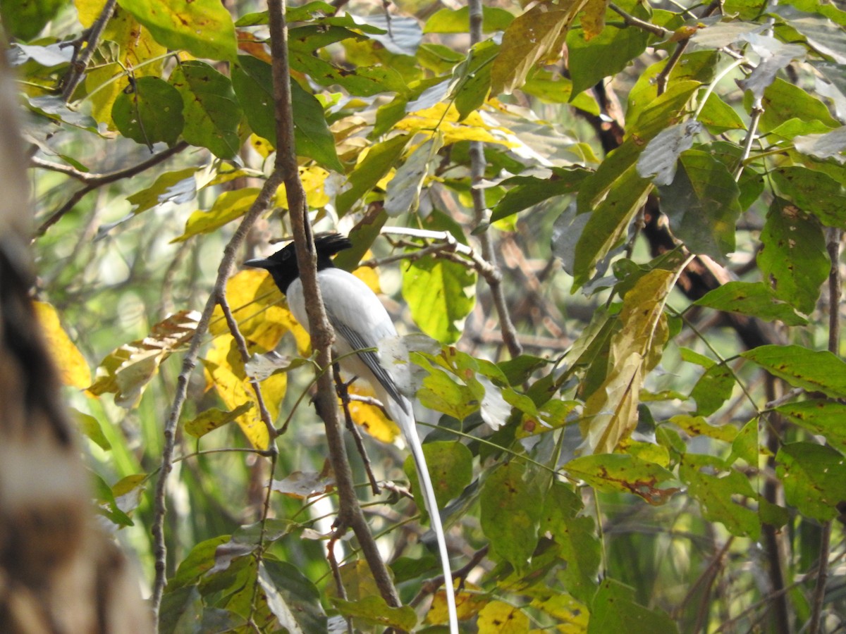 Indian Paradise-Flycatcher - ML90055511