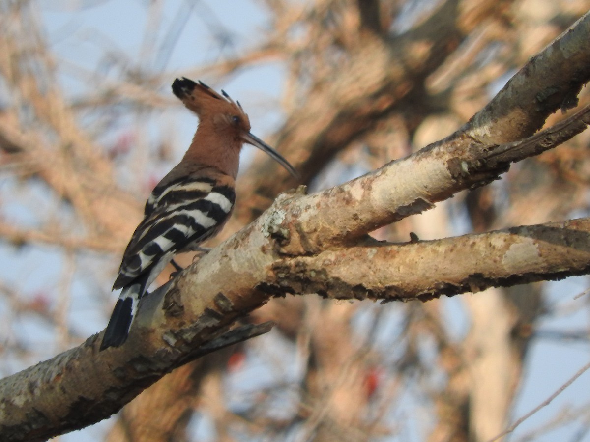 Eurasian Hoopoe - ML90055531