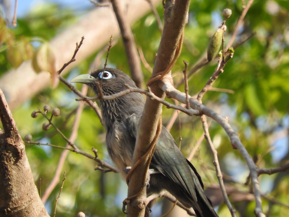 Blue-faced Malkoha - Arjun  Dev