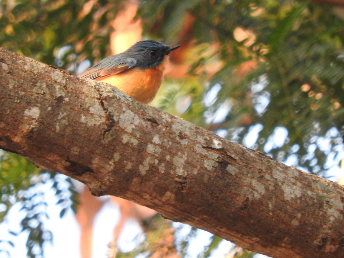 Tickell's Blue Flycatcher - ML90055611