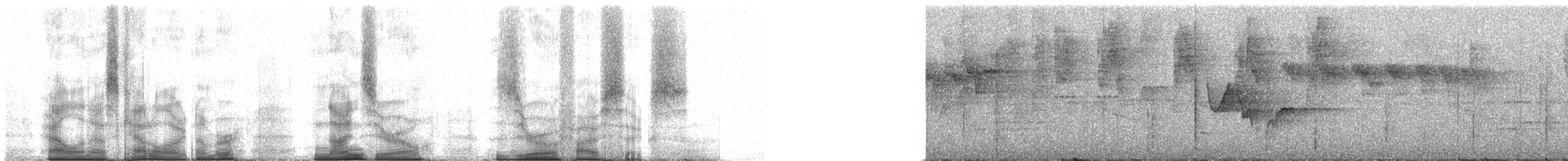 Віреончик білочеревий (підвид minor) - ML90056