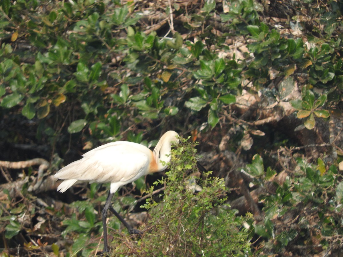 Eurasian Spoonbill - ML90056731