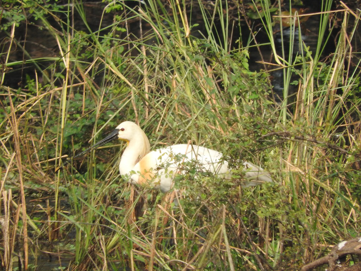 Eurasian Spoonbill - ML90056751