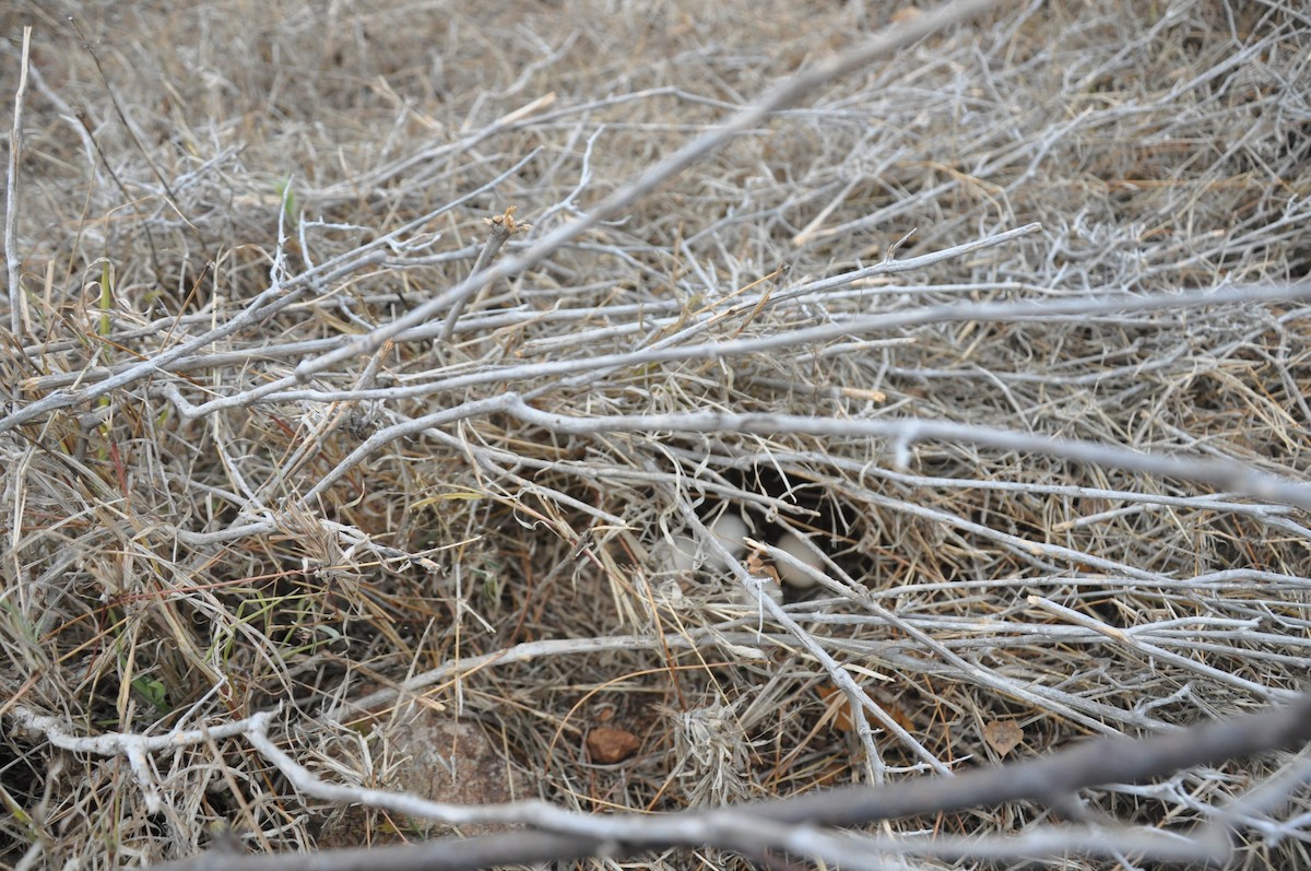 Gray Francolin - ML90057011