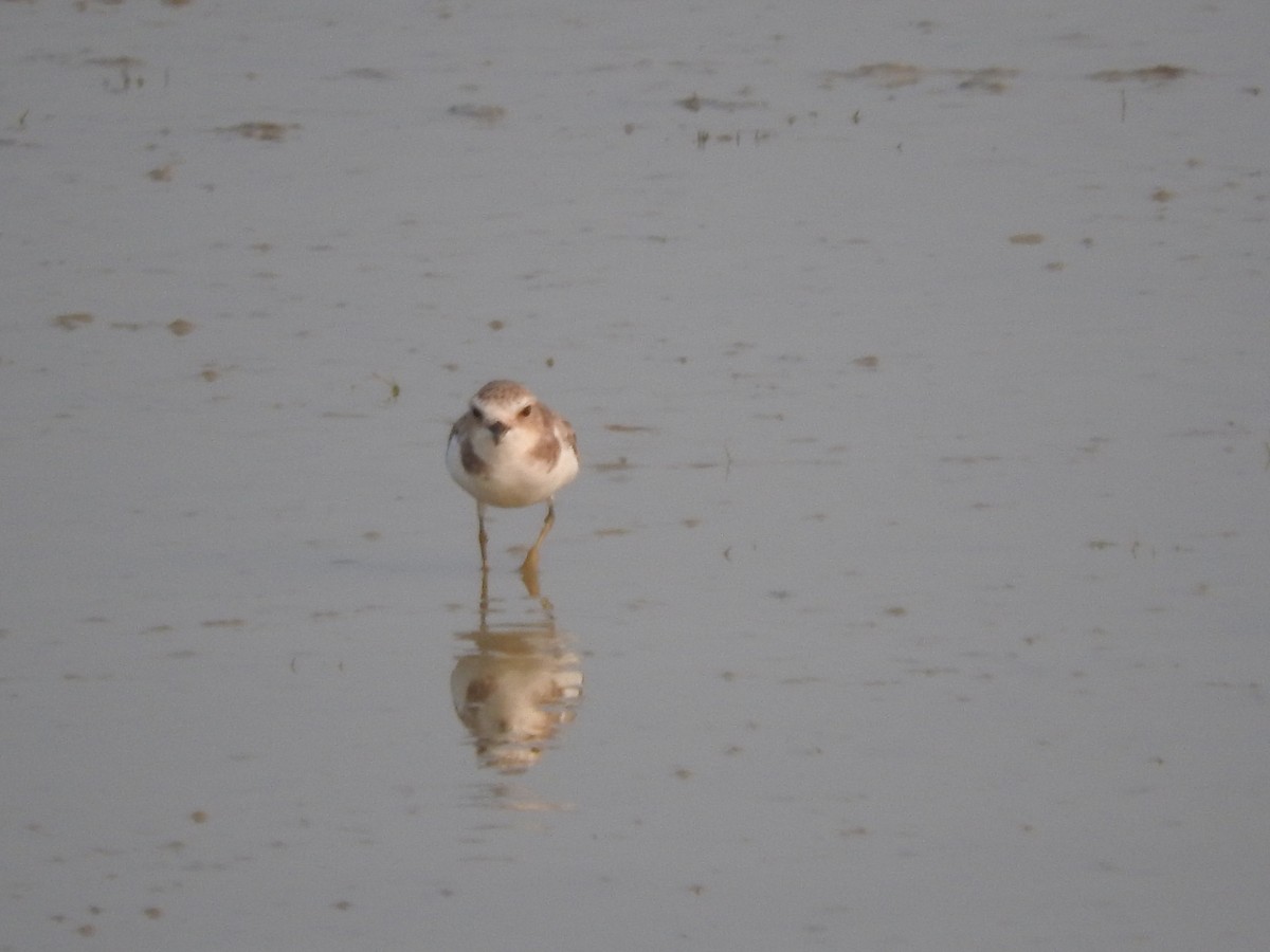 Kentish Plover - Arjun  Dev