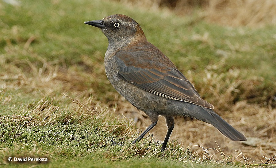 Rusty Blackbird - ML90058431