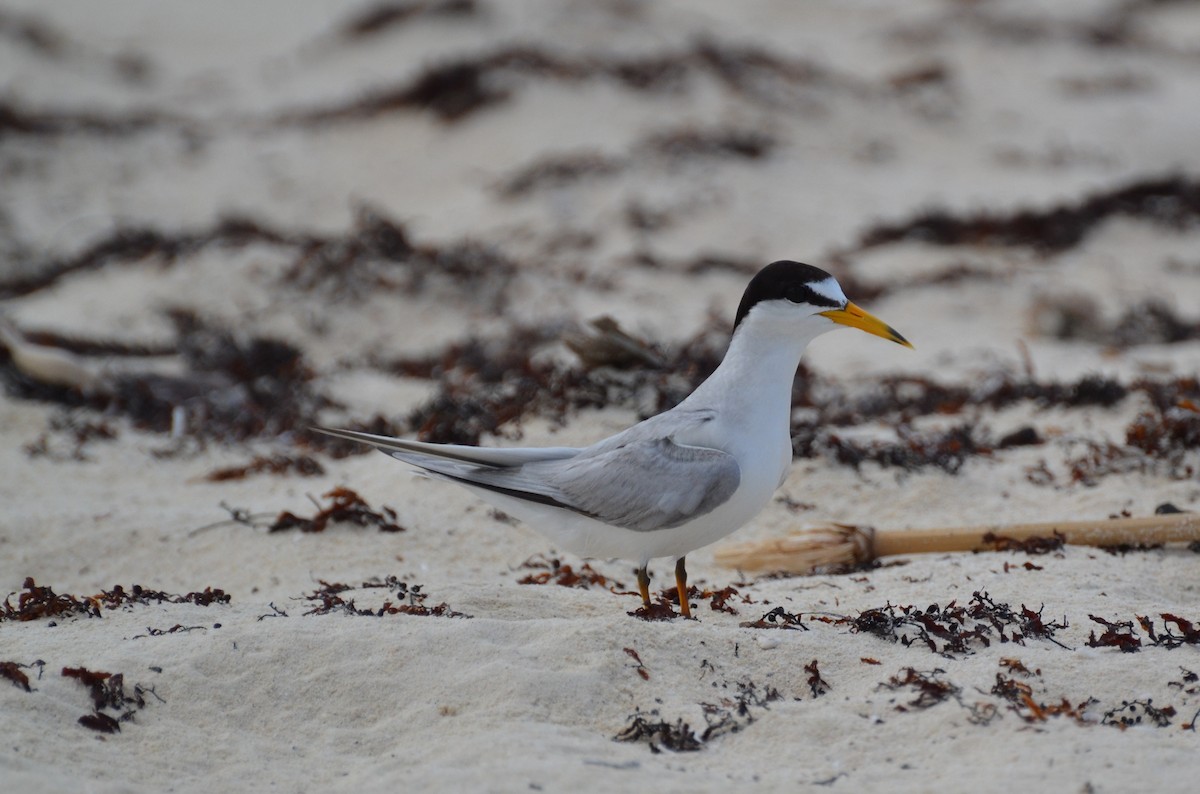 Least Tern - ML90060171