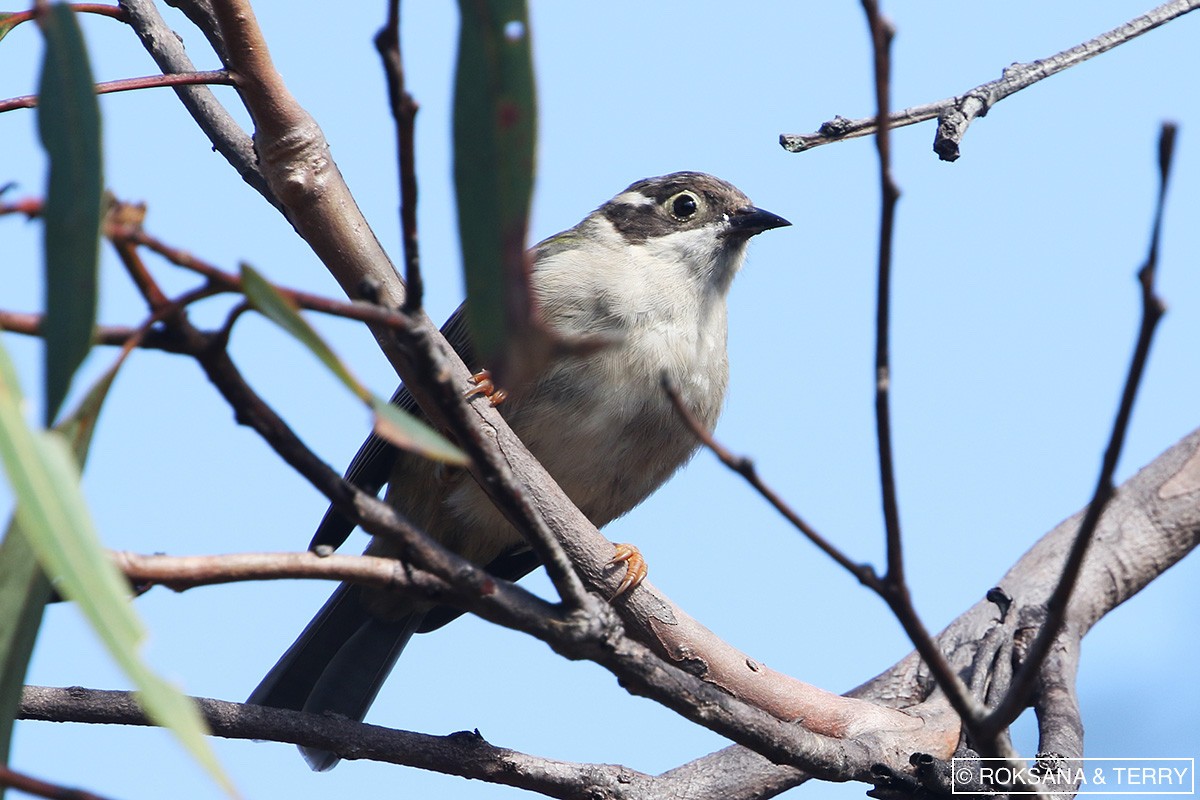 Brown-headed Honeyeater - ML90060761