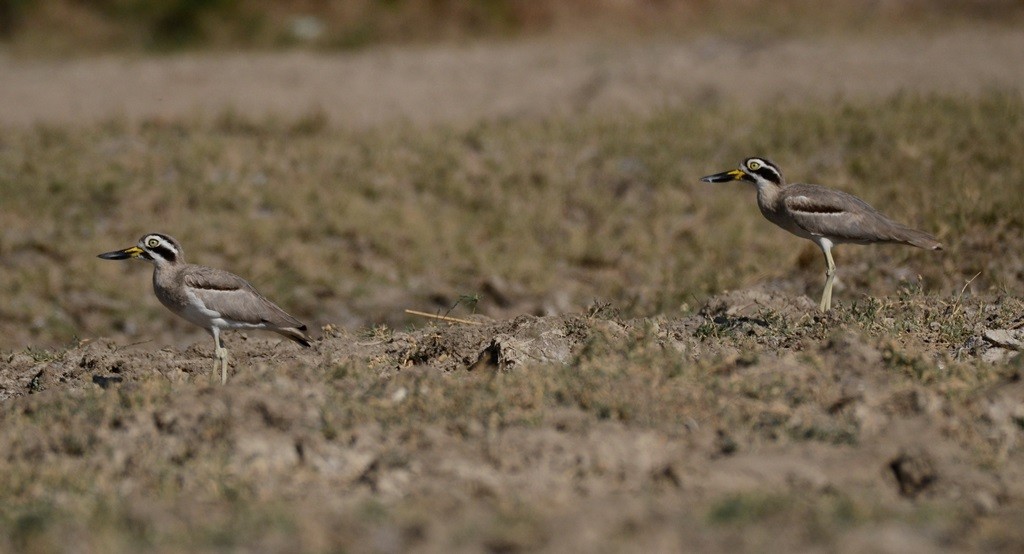 Great Thick-knee - ML90061361