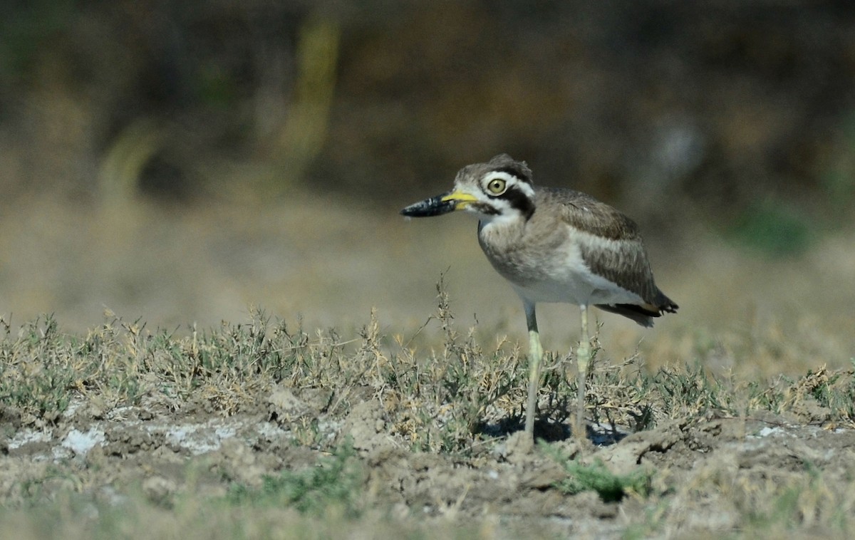 Great Thick-knee - Premchand Reghuvaran