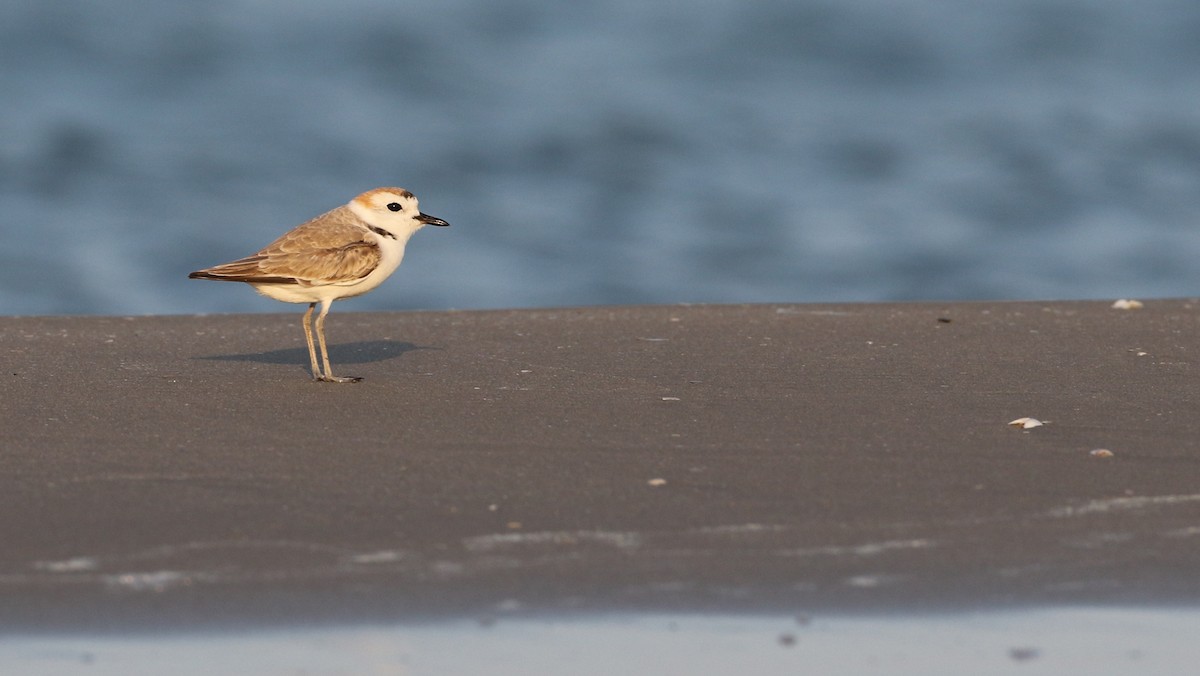 White-faced Plover - ML90064151