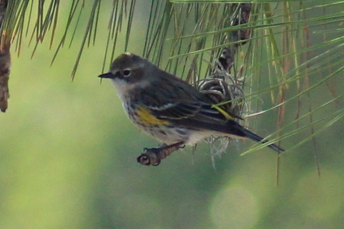 Yellow-rumped Warbler - ML90064361