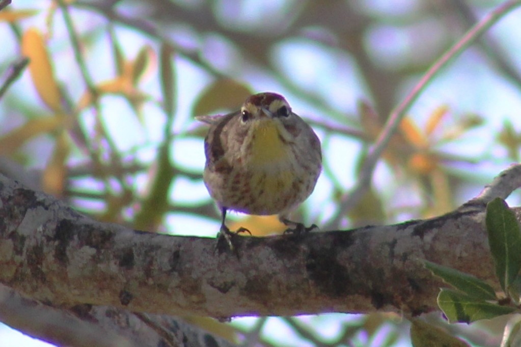 Palm Warbler - ML90064381