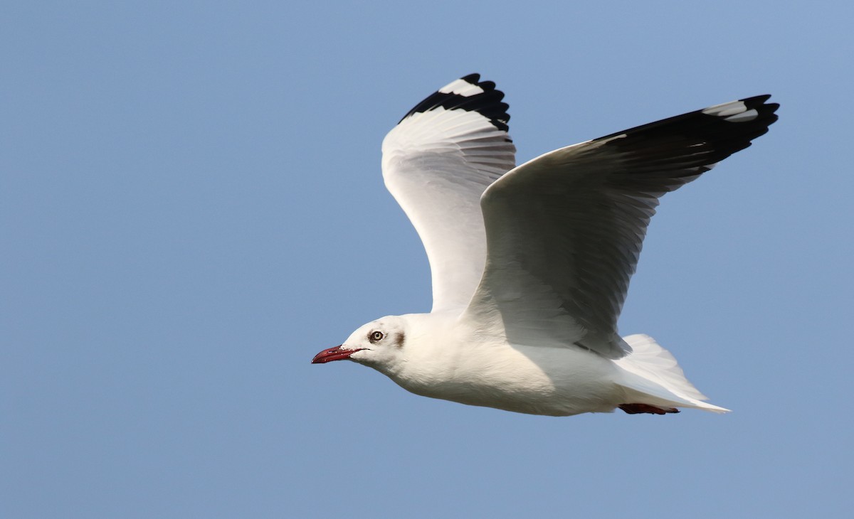 Brown-headed Gull - ML90064571