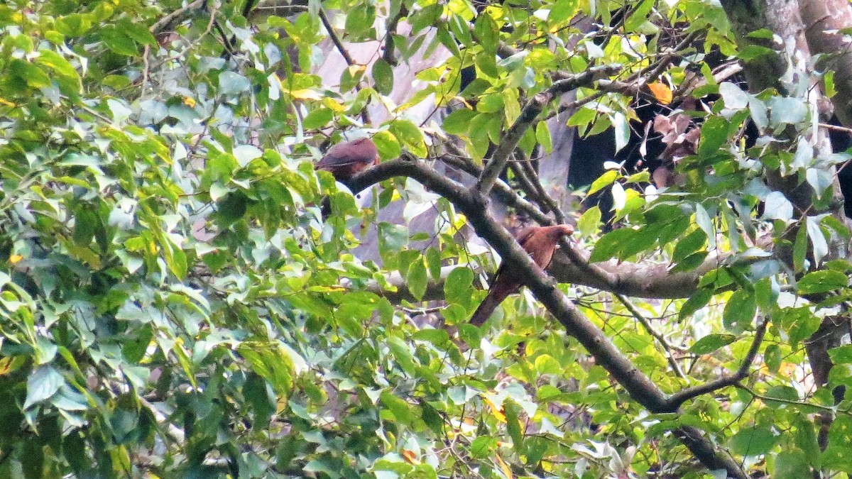 Ruddy Cuckoo-Dove - Fadzrun A.