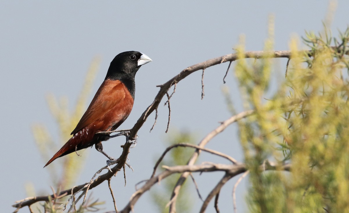 Chestnut Munia - ML90064601