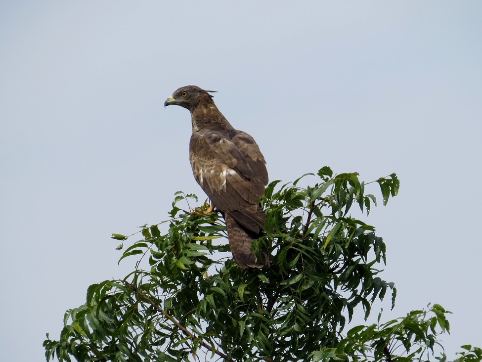 Oriental Honey-buzzard - ML90066911