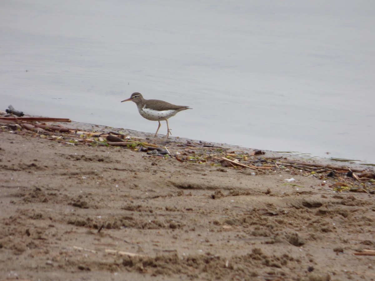 Spotted Sandpiper - Bill Crins