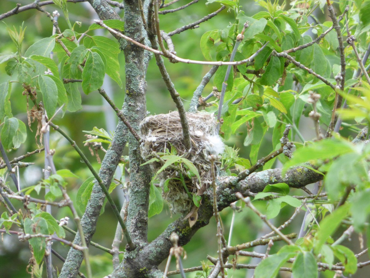 Least Flycatcher - ML90070971