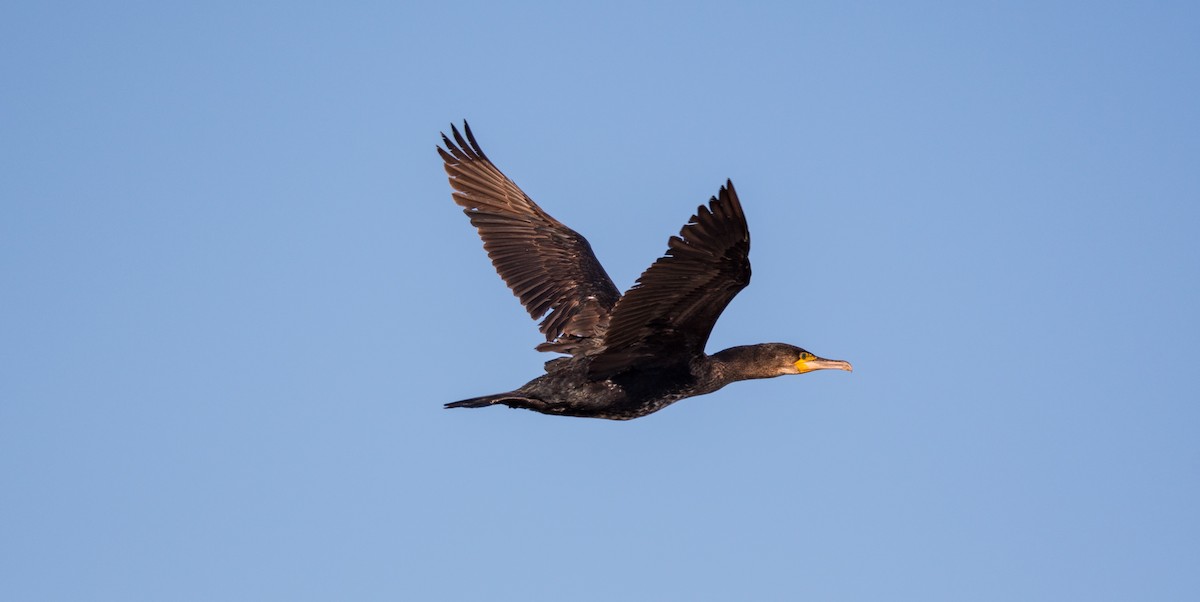 Double-crested Cormorant - Andy P
