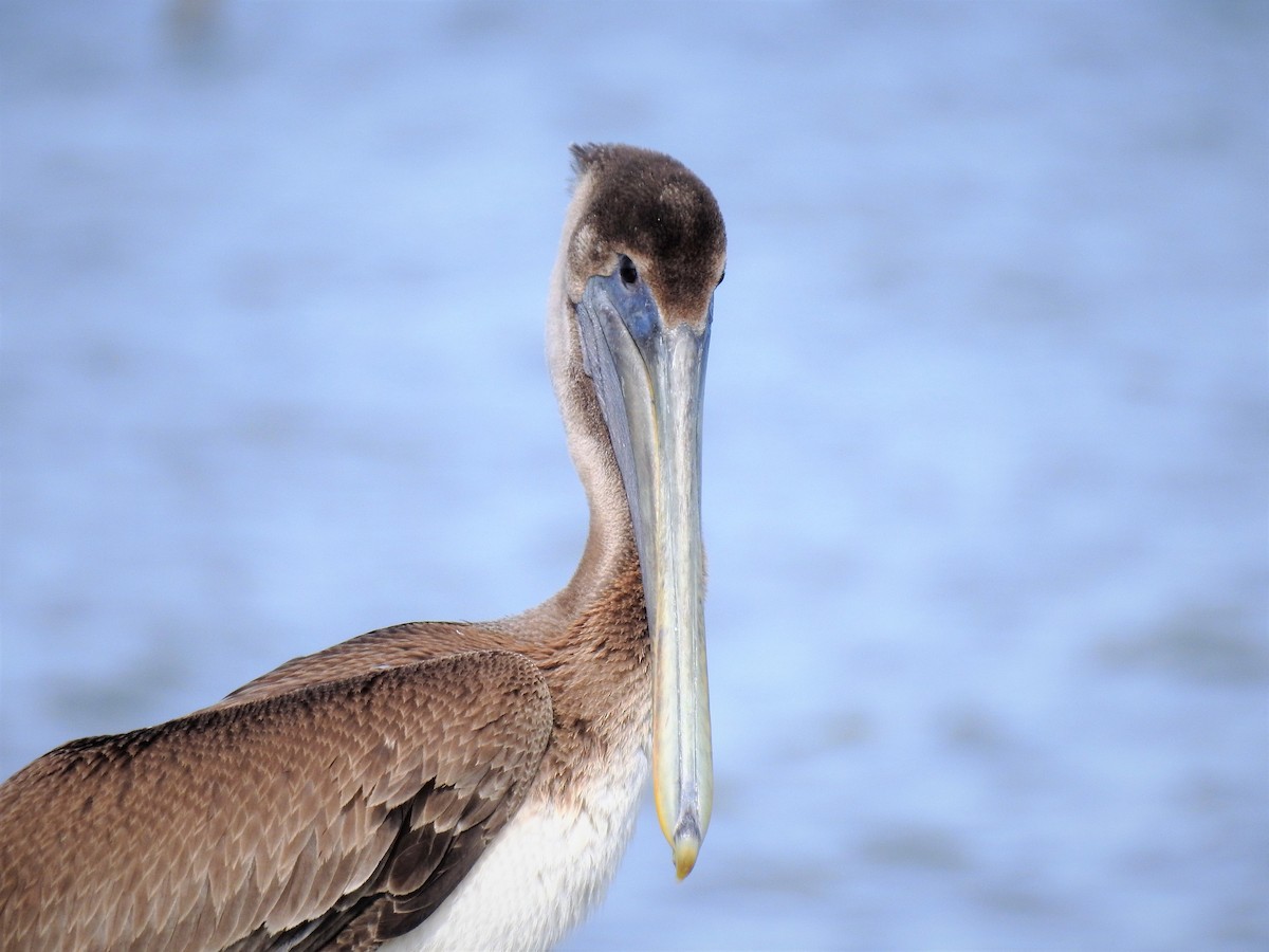 Brown Pelican - ML90073301