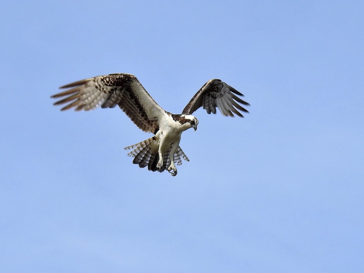 Osprey - S. K.  Jones