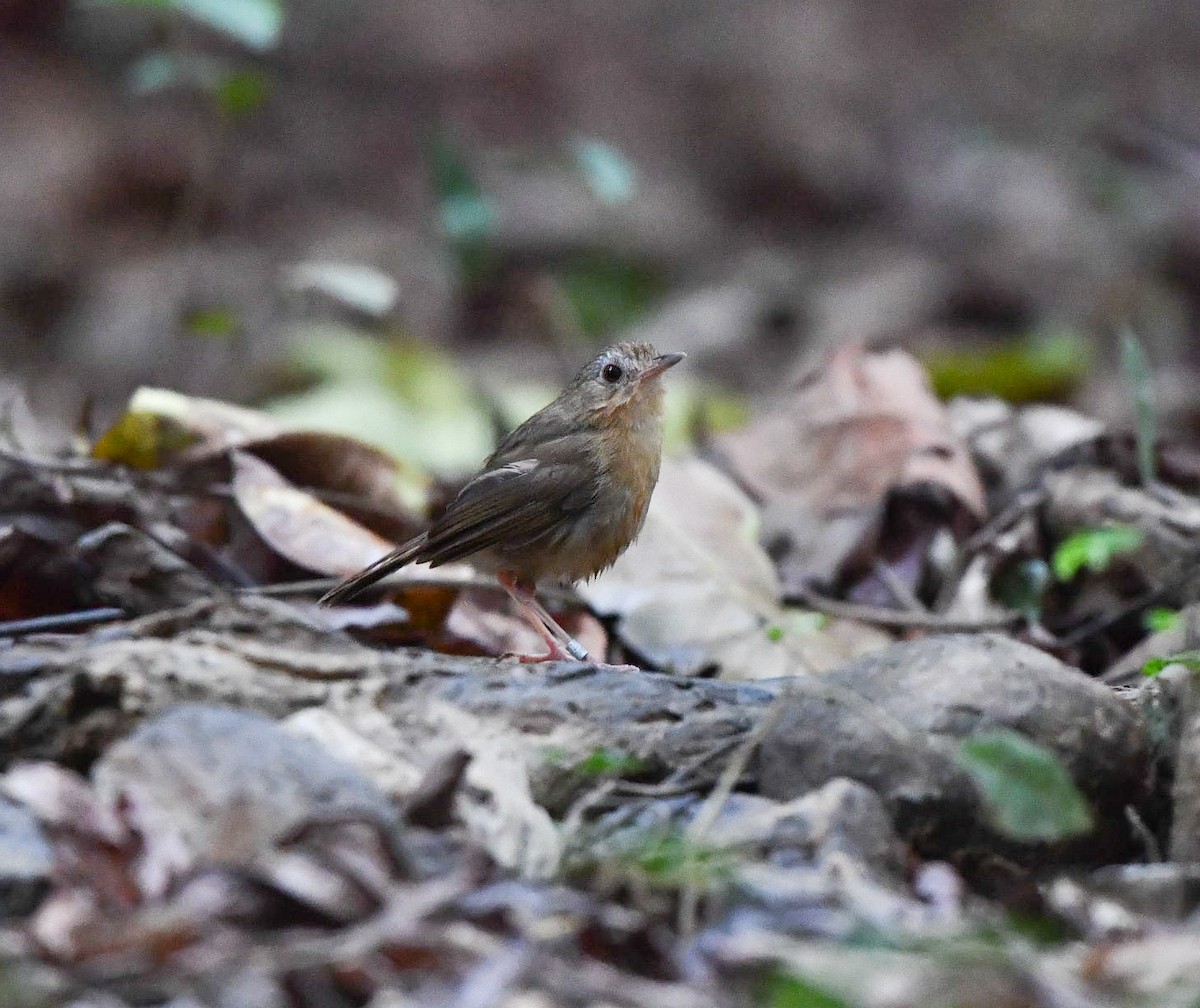 Abbott's Babbler - ML90073511