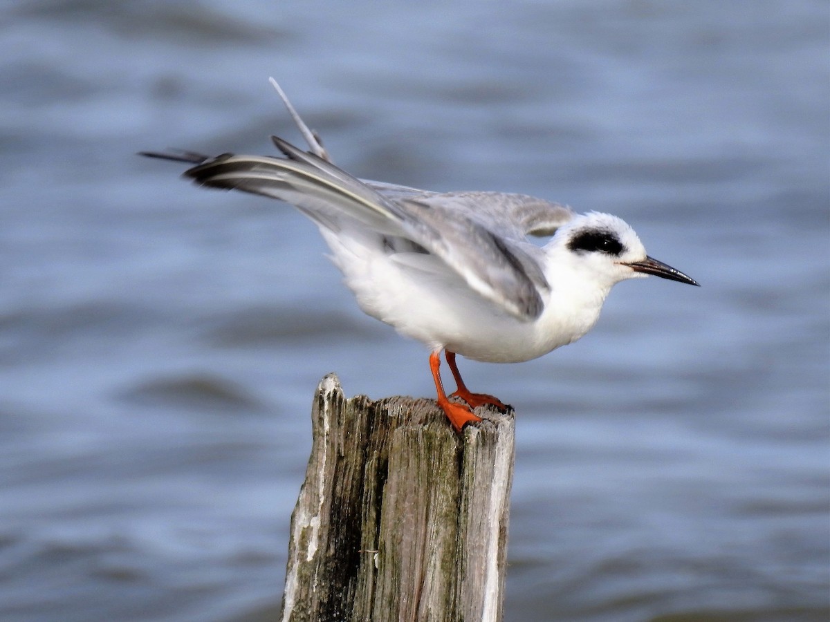 Forster's Tern - ML90073641