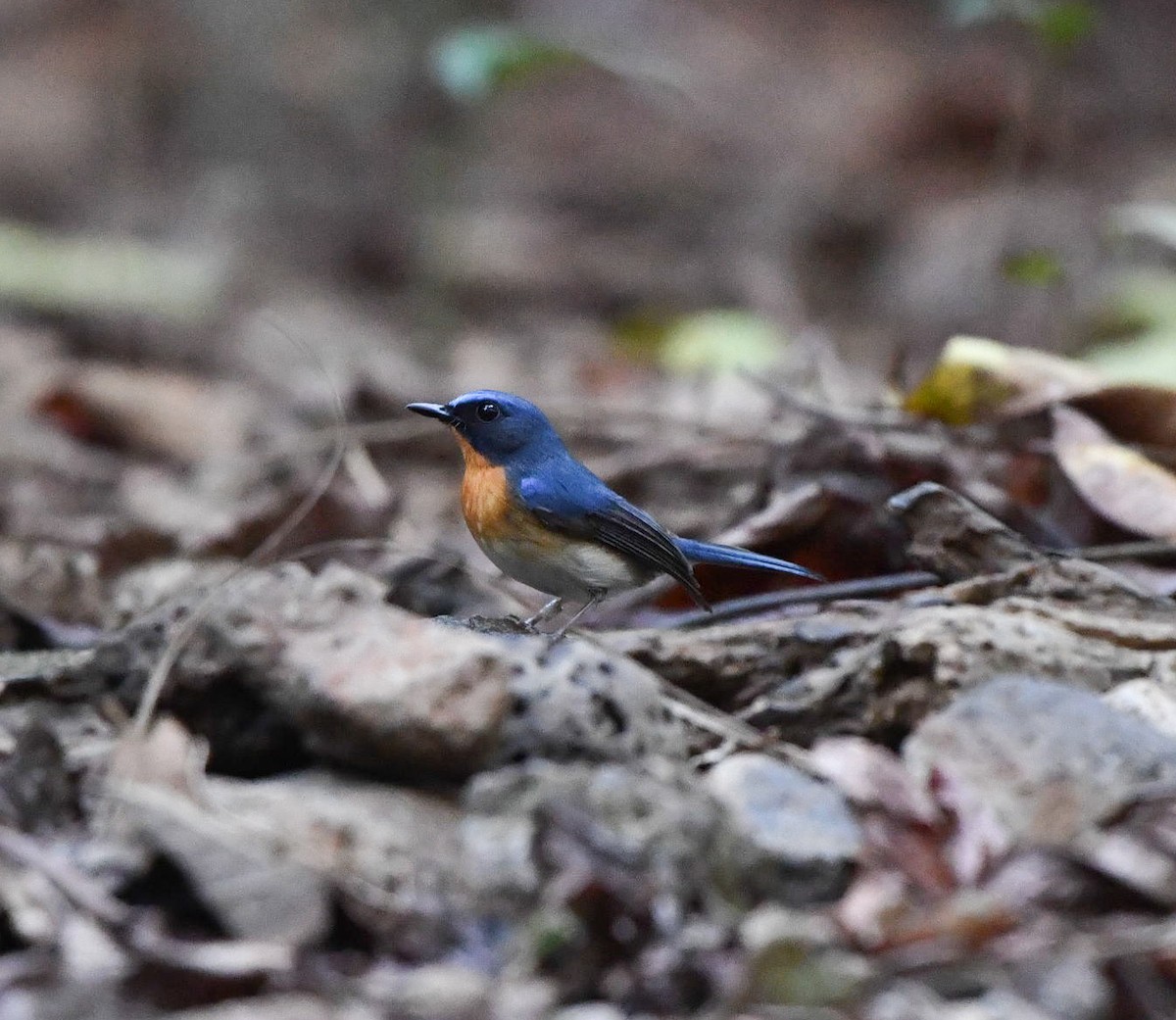 Indochinese Blue Flycatcher - ML90073761