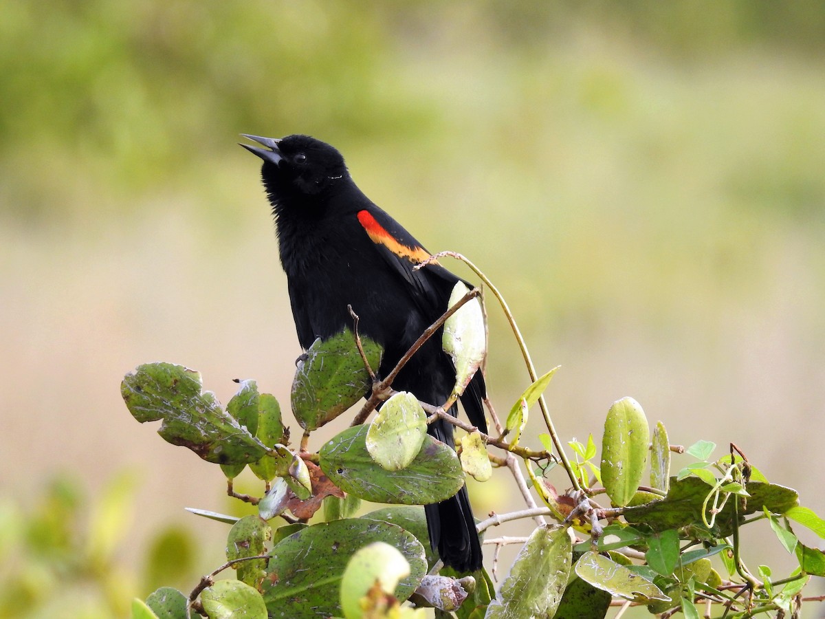 Red-winged Blackbird - ML90073981